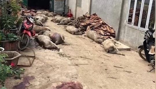 Xu ly trang Facebook tung tin 'dao 800 heo dich benh len de mo ban' hinh anh