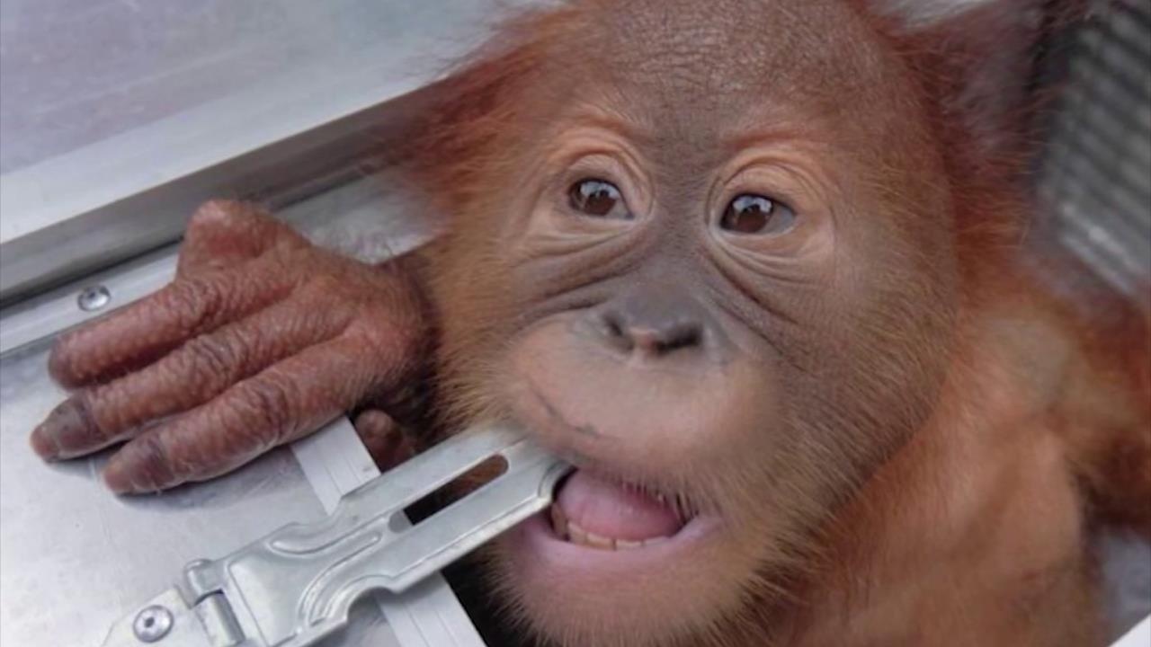 Du khach Nga chuoc thuoc me duoi uoi mang ve lam thu cung hinh anh