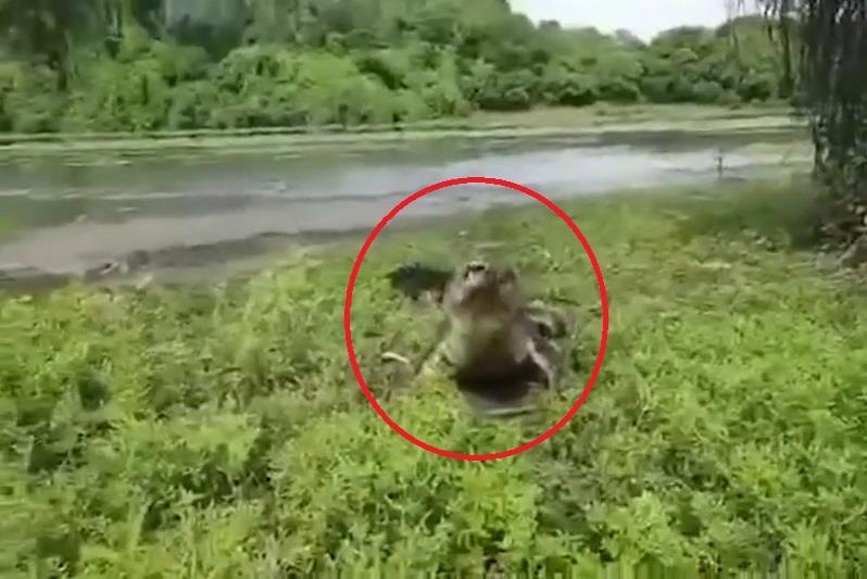 Can thu bo chay thuc mang khi bi ca sau lao len bo cuop moi hinh anh