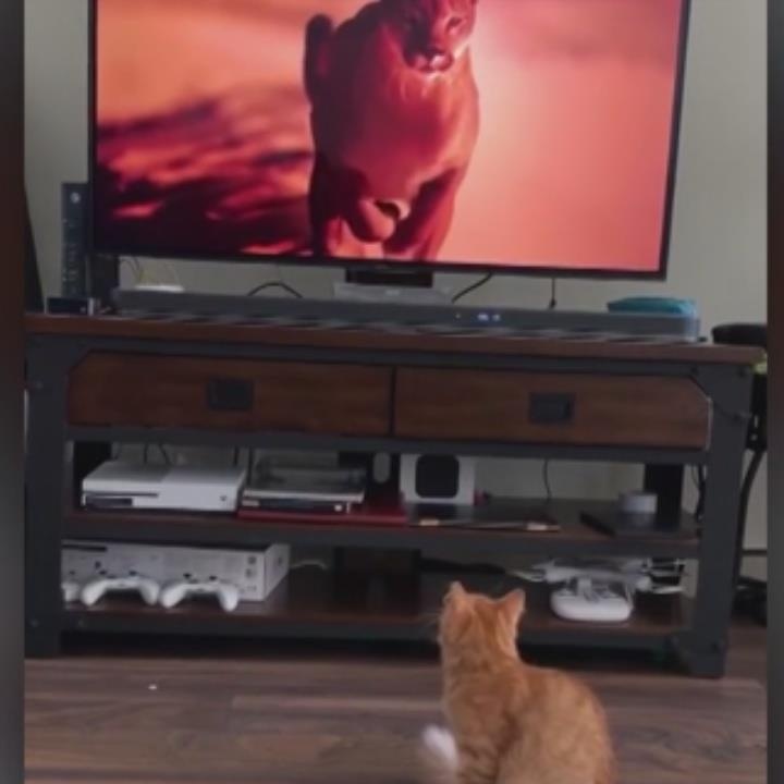 Chu meo hoang hot khi thay bao xuat hien tren TV hinh anh