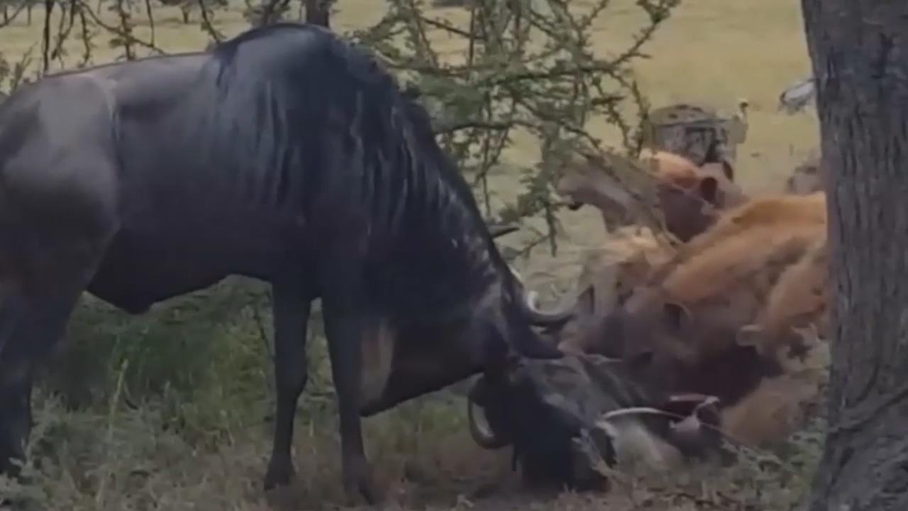 Huc nhau den mac sung, doi linh duong bi linh cau thua co an thit hinh anh