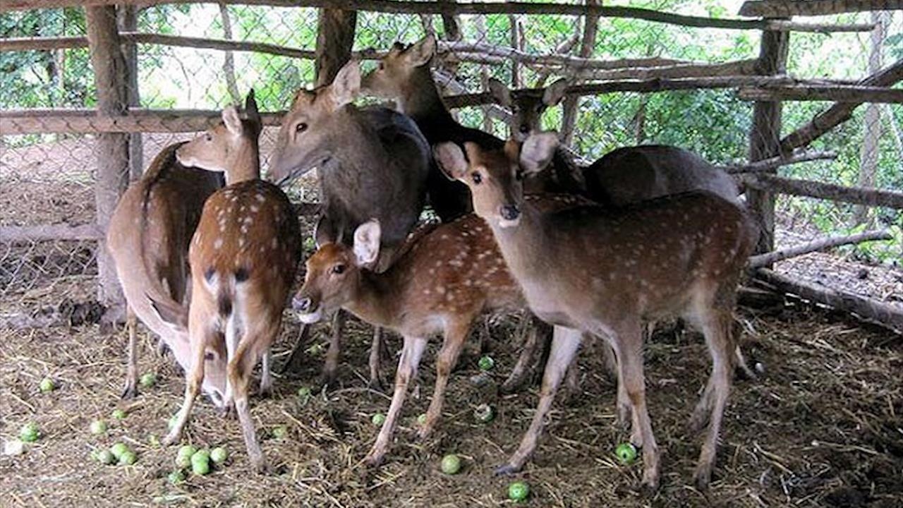 Nuoi huou sao cho thu nhap hon 700 trieu dong moi nam hinh anh