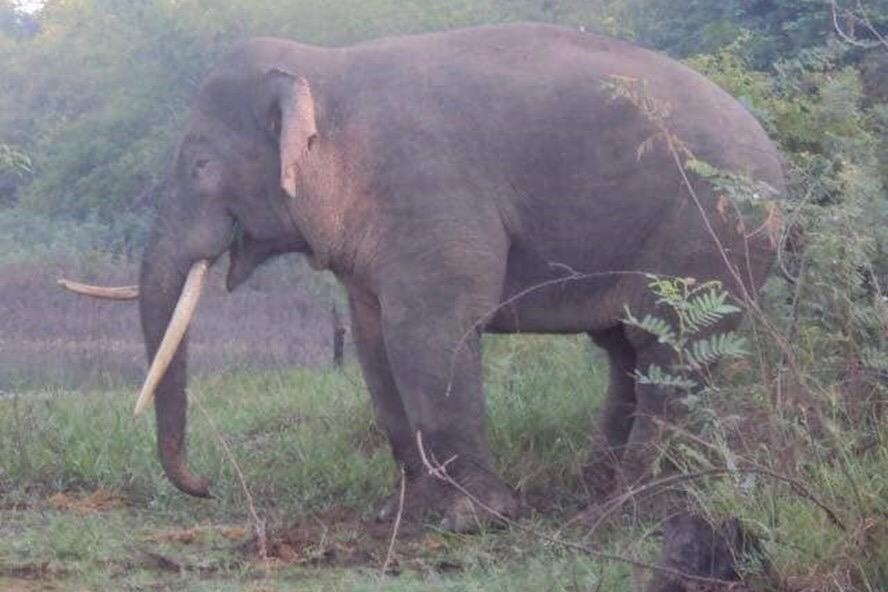 Lap hang rao dien ngan voi ve pha nha, vuon cua nguoi dan hinh anh