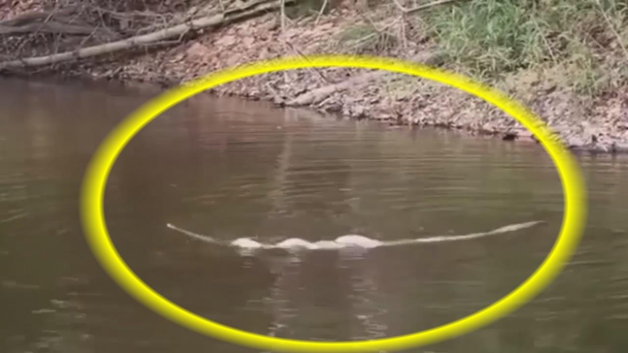 Ran ho mang cuon tron de san moi duoi nuoc hinh anh