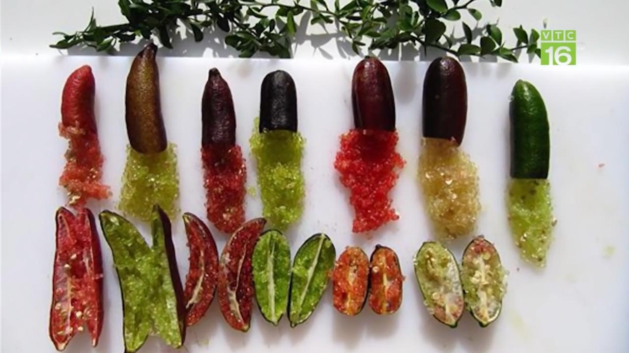 Qua chanh dai va nho nhu ngon tay gia 3 trieu dong/kg hinh anh