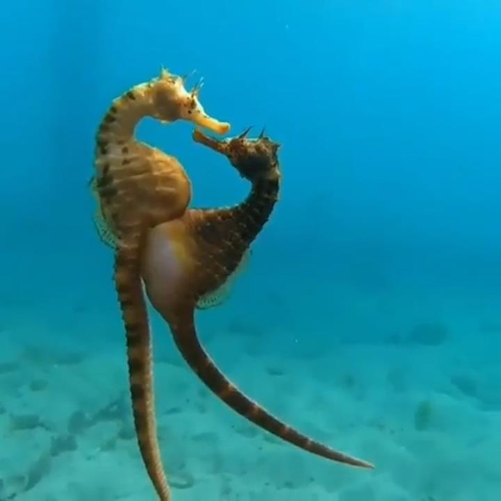 Khoanh khac ca ngua mai gui trung qua ca ngua duc hinh anh