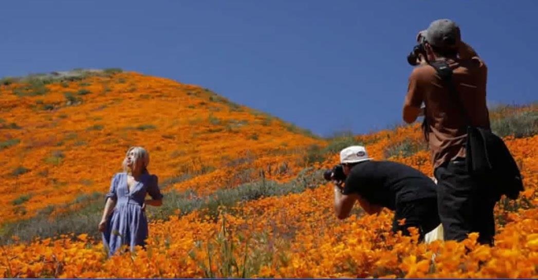 Doi hoa khong lo o My bi pha hoai vi chup anh selfie hinh anh