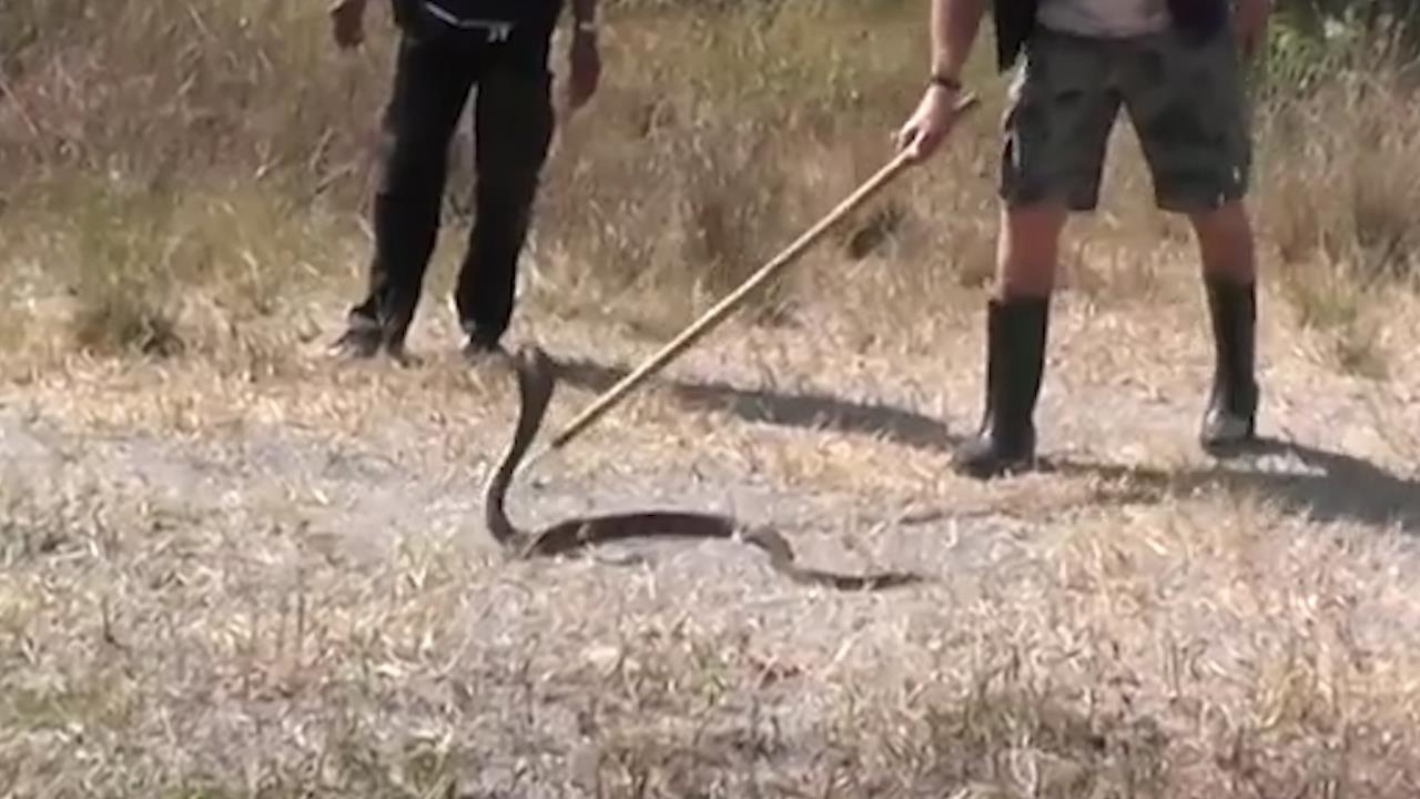 Nang rat mat, 12 con ran doc chet nguoi chiem nha dan tranh nong hinh anh