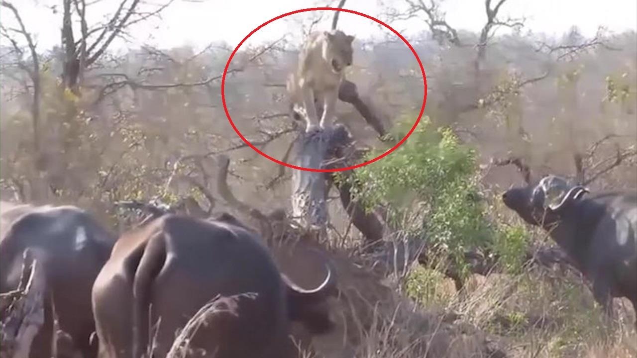 Su tu suyt bo mang khi bi trau rung 'danh hoi dong' hinh anh