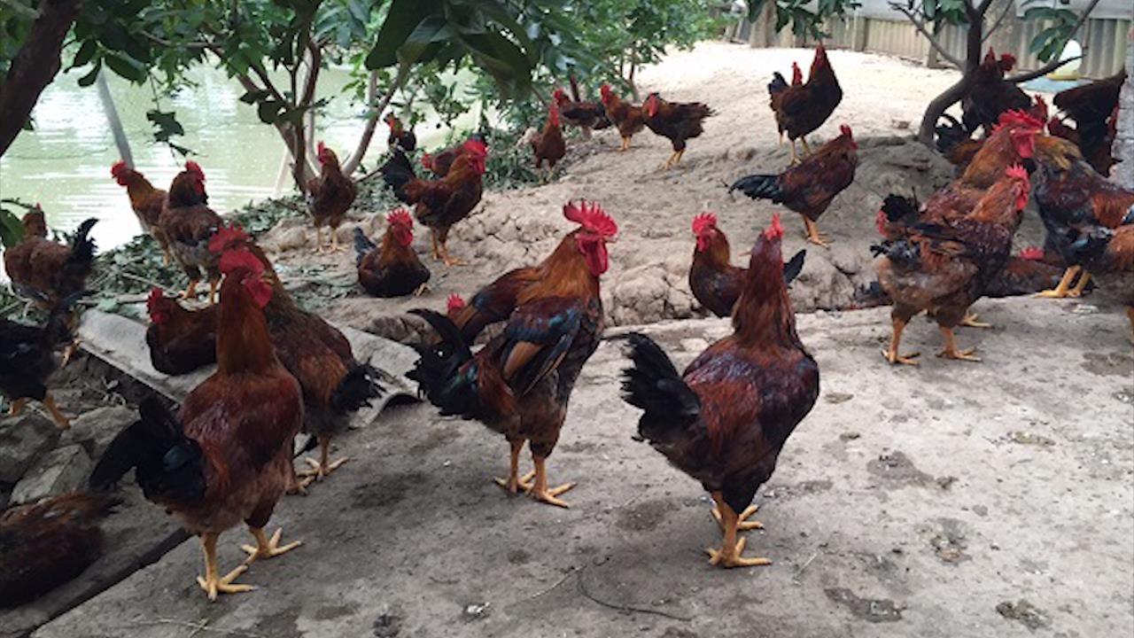 Nuoi ga mia thu tien ty moi nam hinh anh