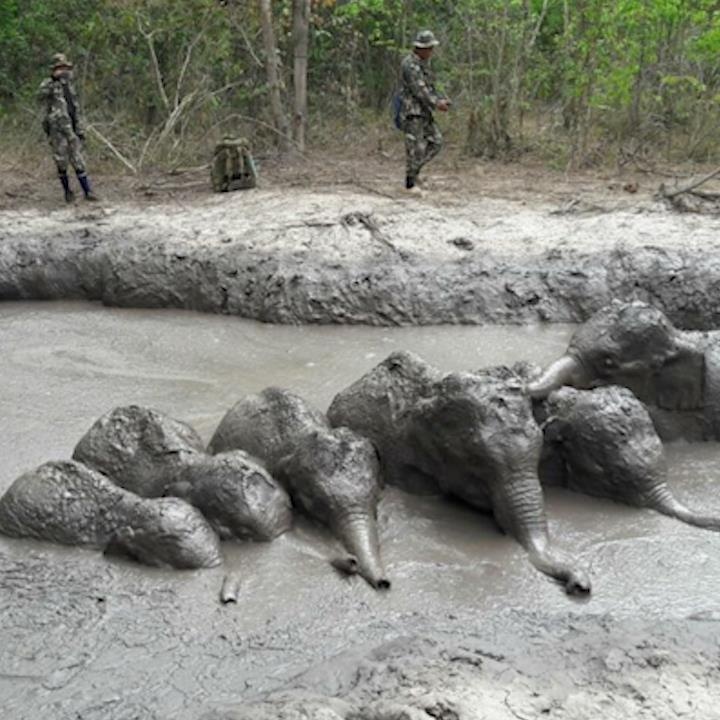 Giai cuu dan voi con mac ket trong ao bun hinh anh