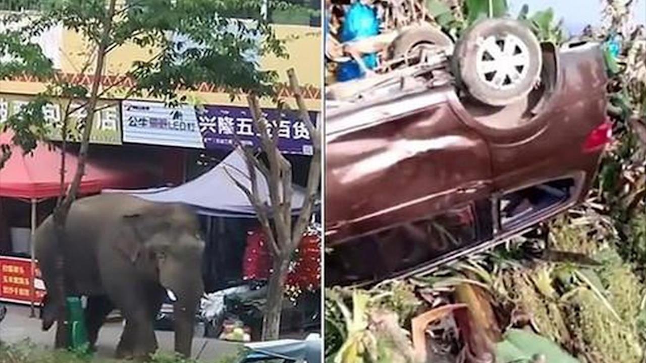 Bi 'cam' quan he, voi duc lao vao khu dan cu dap pha hinh anh