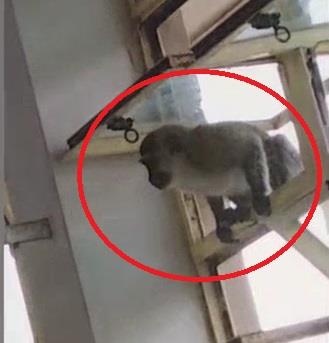 Bay khi ngang nhien xong vao benh vien cuop do an cua benh nhan hinh anh