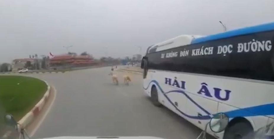 Ngua tha rong tren duong suyt gay tai nan giao thong hinh anh