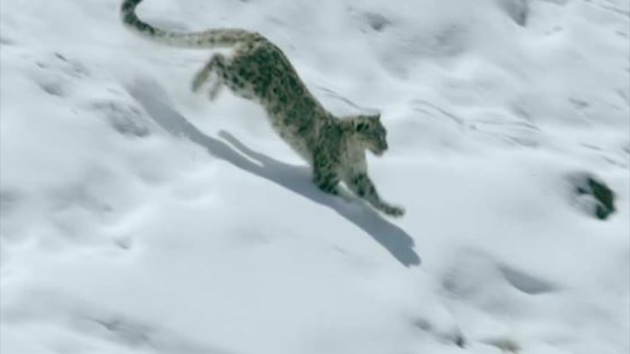 Bao tuyet san moi nhanh nhu chop khi doi dien nan doi hinh anh