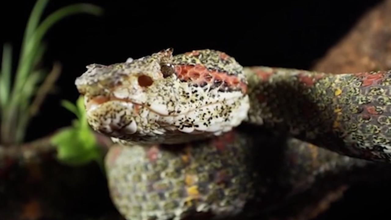 Nhat can tu than cua loai ran mat xanh cuc doc hinh anh