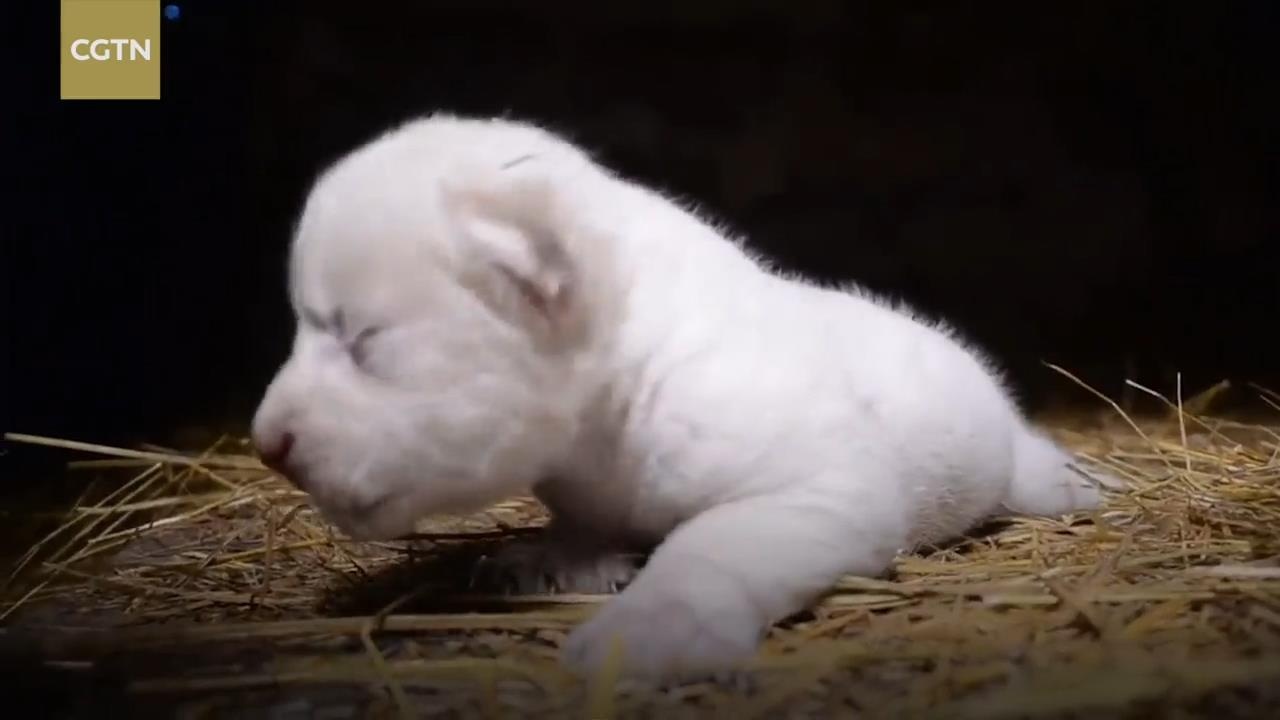 Ngam hai chu su tu con mau trang quy hiem vua ra doi hinh anh