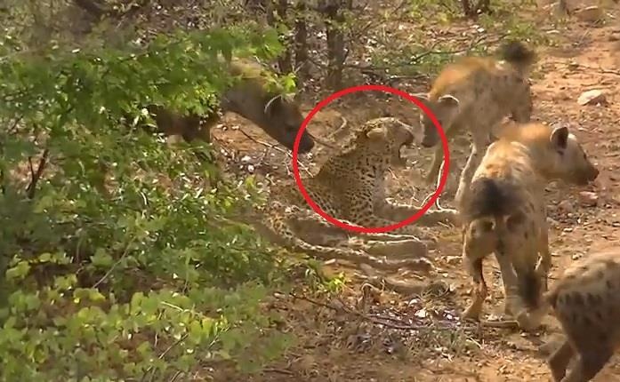 Bao hoa mai gia yeu doc ‘suc tan’ chong lai dan linh cau hinh anh