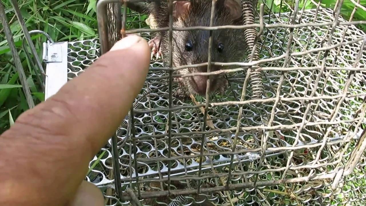 Chuyen la o Hai Duong: Loi nhau ra toa vi bay chuot khong chet hinh anh