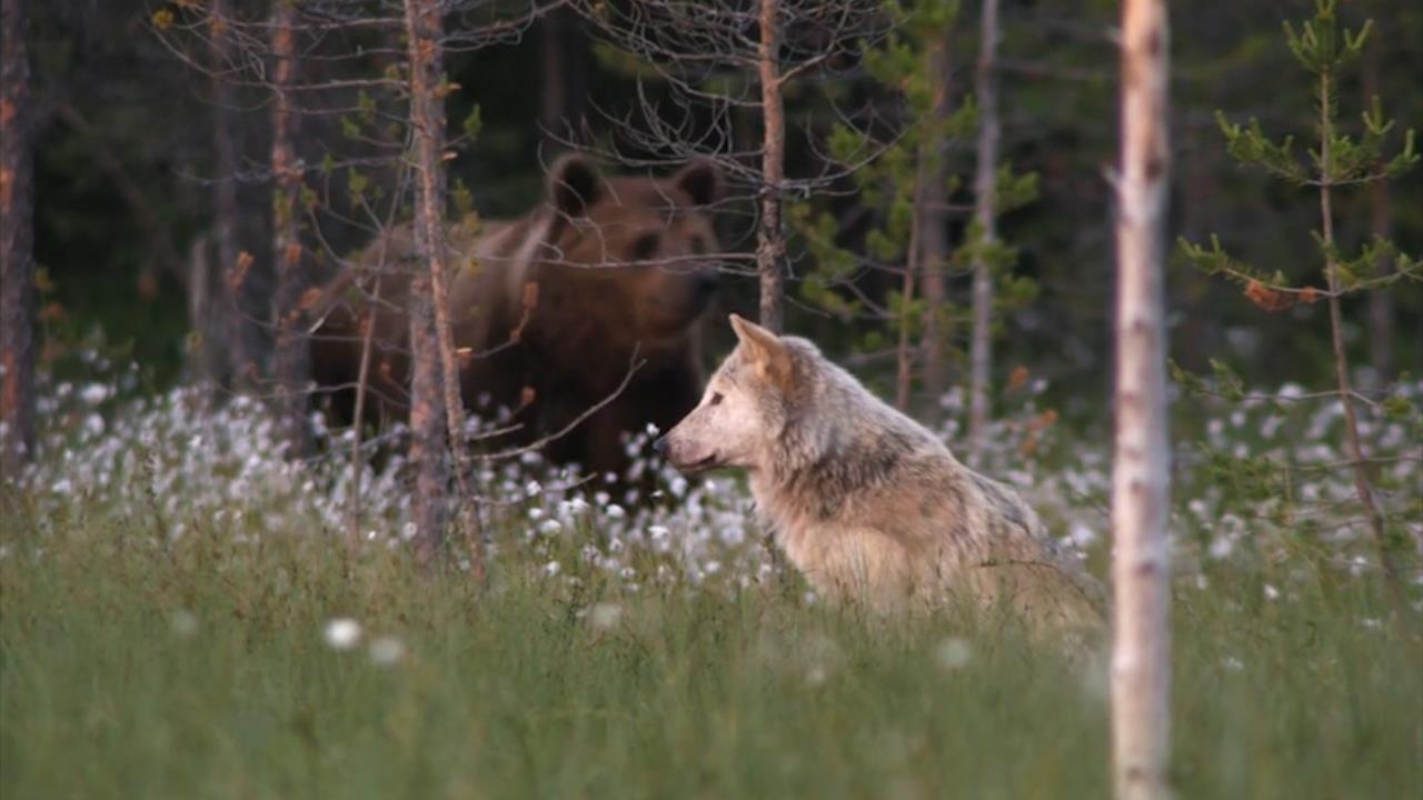 Soi tinh ranh danh lua gia dinh nha gau de cuop moi hinh anh