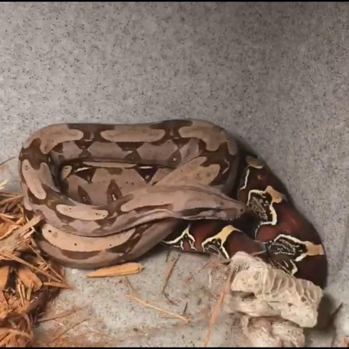 Thu vi khoanh khac tran Nam My lot xac hinh anh