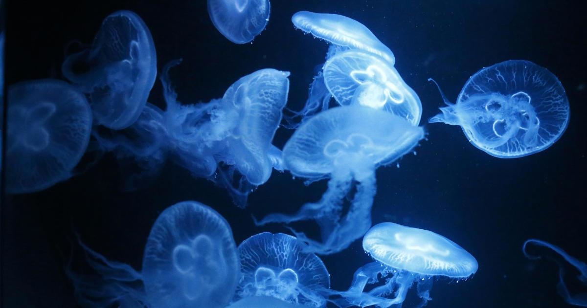 Hang nghin con sua Mat Trang 'xam chiem' cang My hinh anh