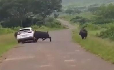 Trau duc noi dien huc bong oto tai Nam Phi hinh anh