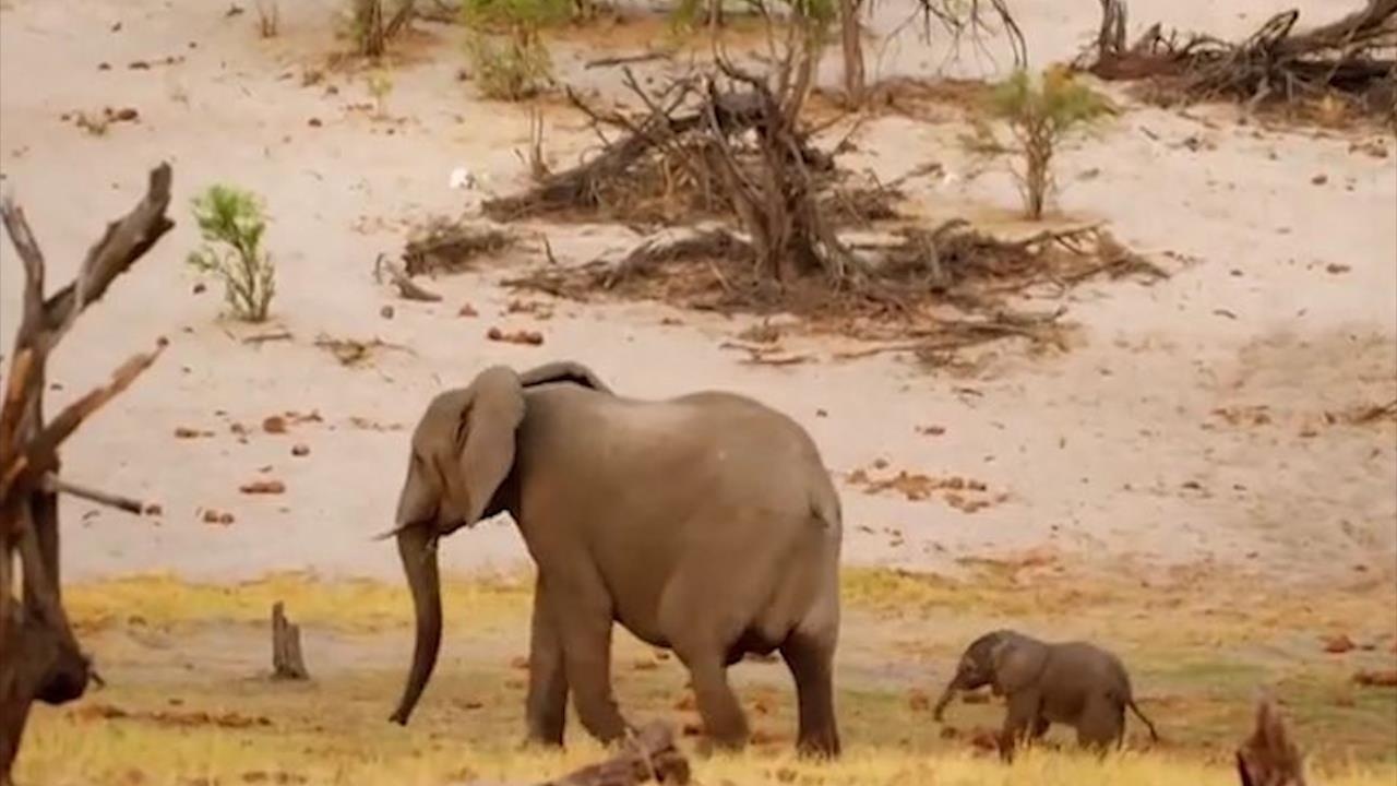 Dan su tu bao vay, me con nha voi may man thoat nan hinh anh