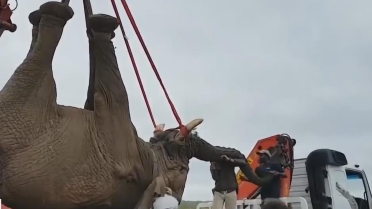 Chu voi thoat khoi ban an tu sau khi pha hai mua mang hinh anh