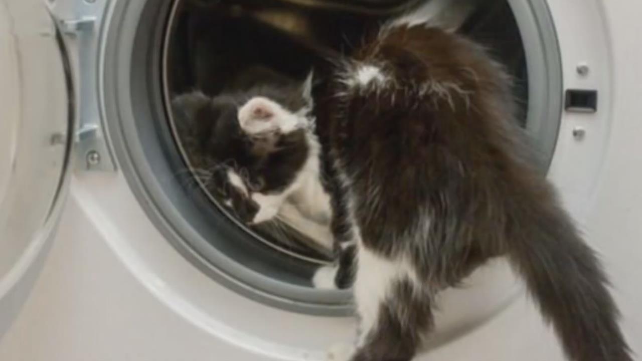 Bi ket trong may giat 30 phut, meo con song sot ky dieu hinh anh