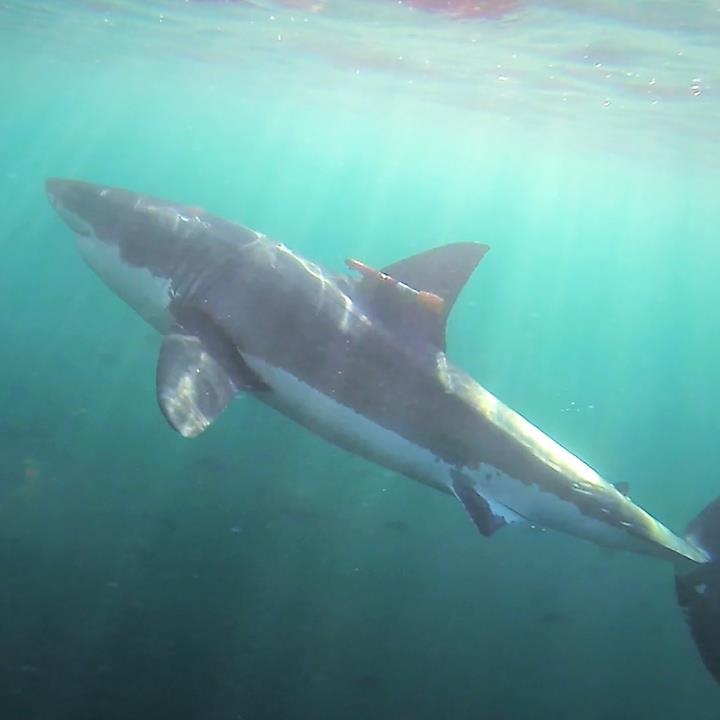 Ca map trang luon lach giua tao rinh rap con moi theo cach it thay hinh anh