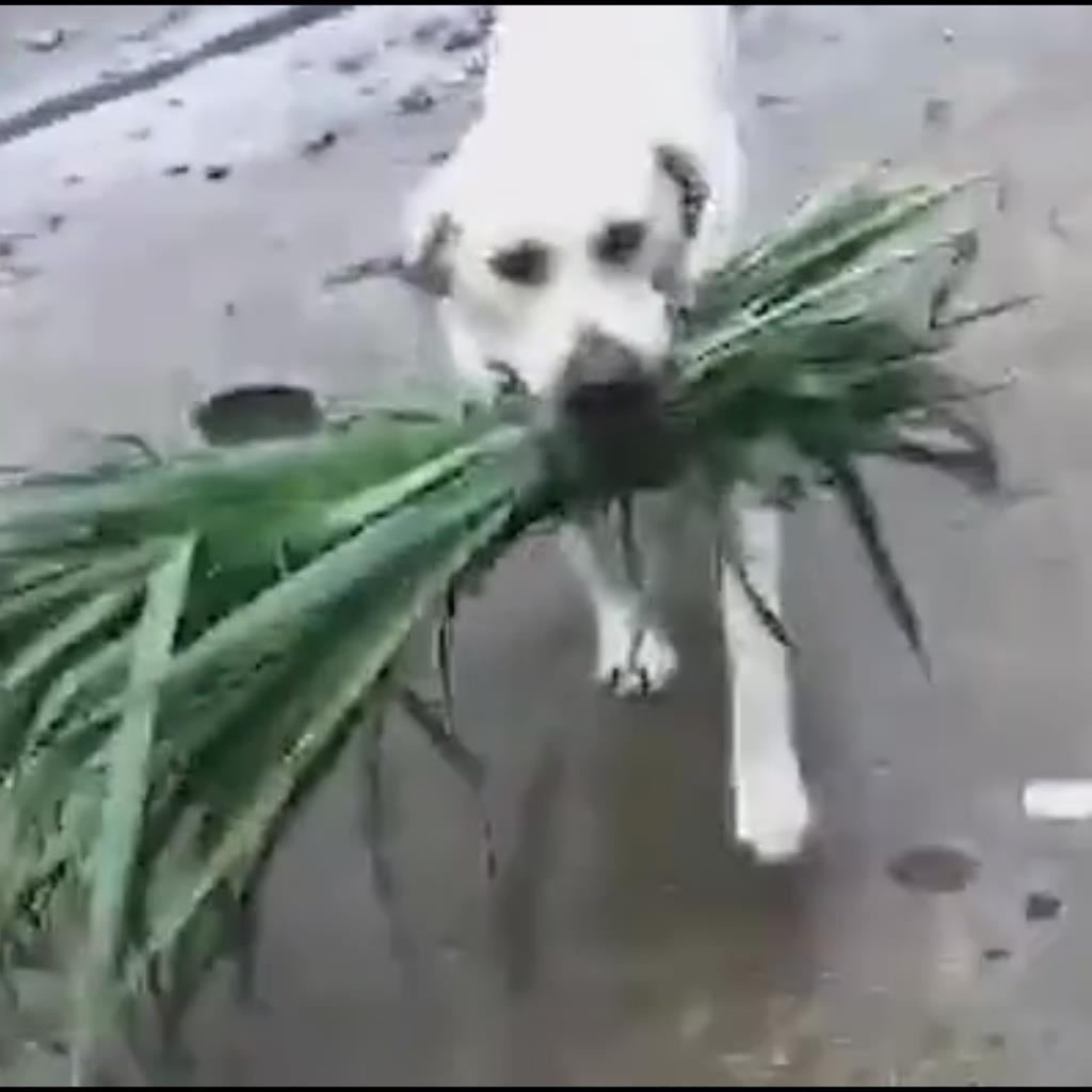 Chu cho tha co ve cho 'ban' trau an hinh anh