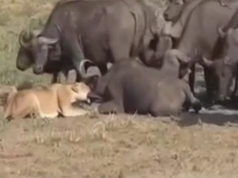 Bao thu cho dong loai, trau rung lao den bao vay khien su tu bo chay hinh anh