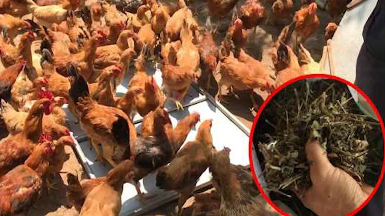 Dan ga nghin con 'tranh nhau' an duoc lieu de tranh nhiem dich hinh anh