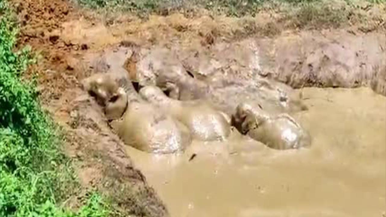 Dan voi mac ket duoi ao khi cuu voi con hinh anh