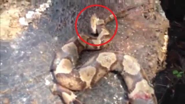 Dau ran doc da dut lia van tu can chinh minh hinh anh