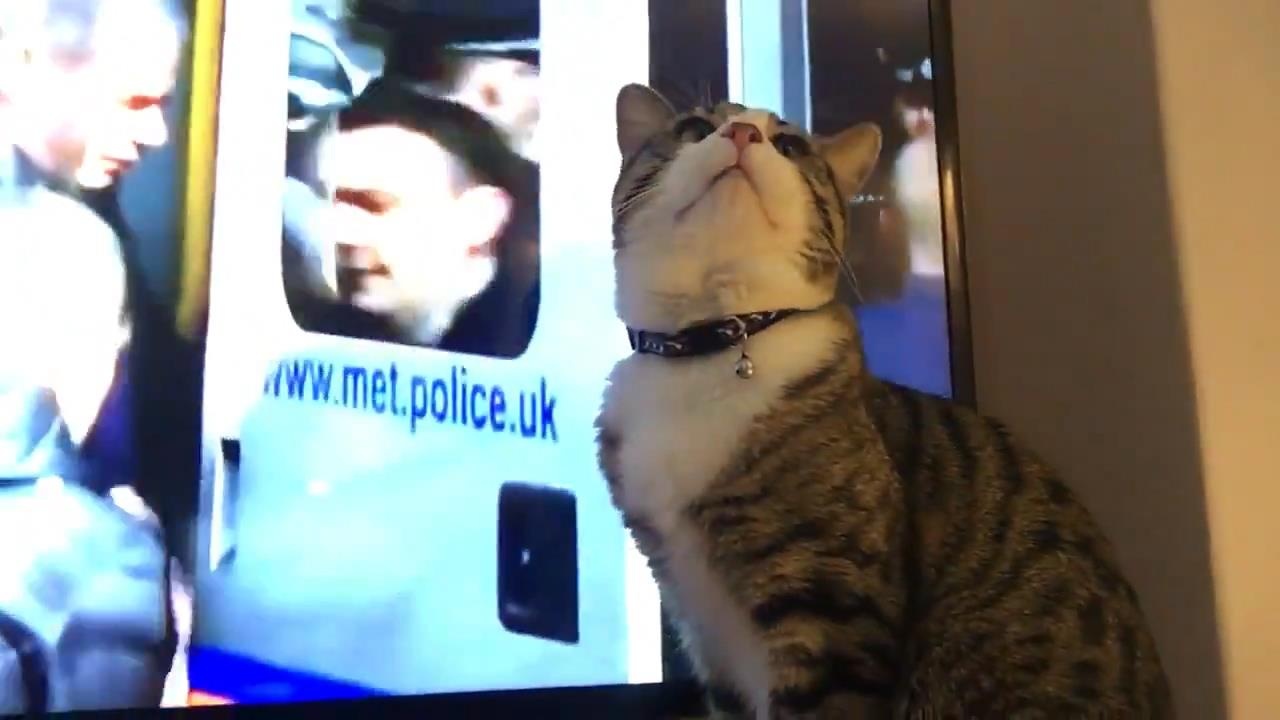 Con meo cua 'trum' WikiLeaks ngoanh mat khi xem video ong chu bi bat hinh anh