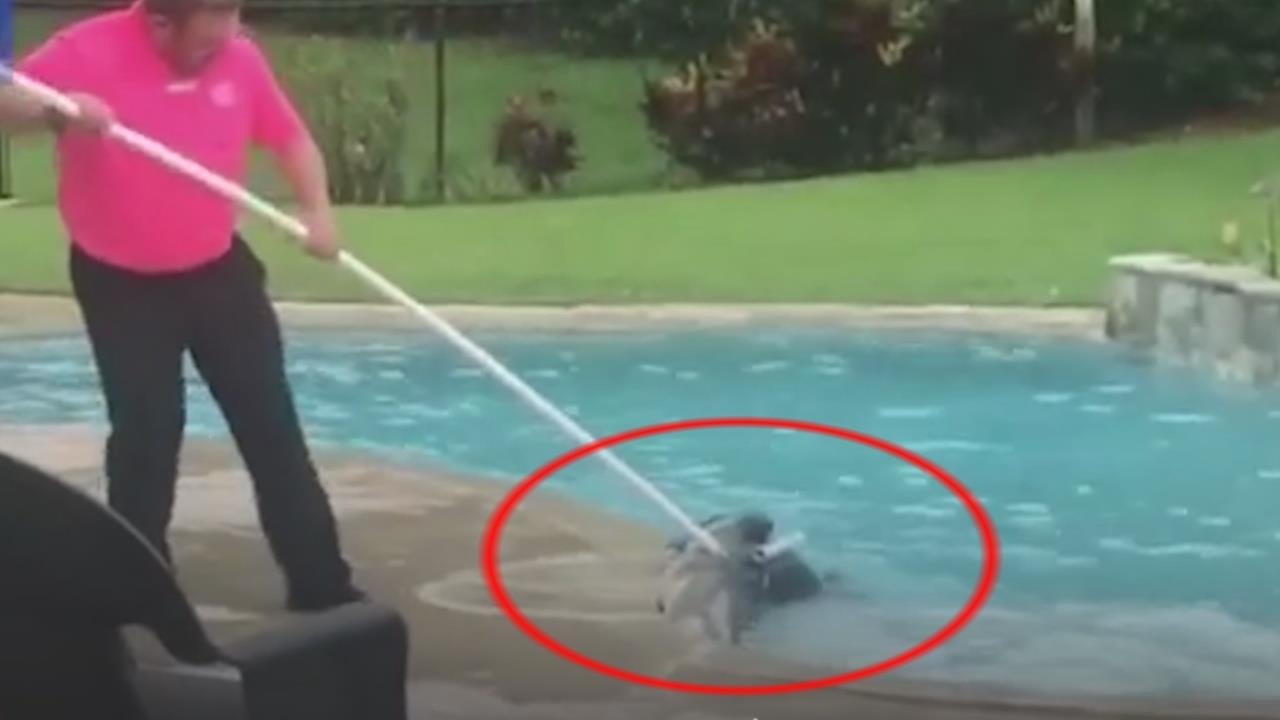 Ca sau dai gan 3 m o be boi gia dinh hinh anh