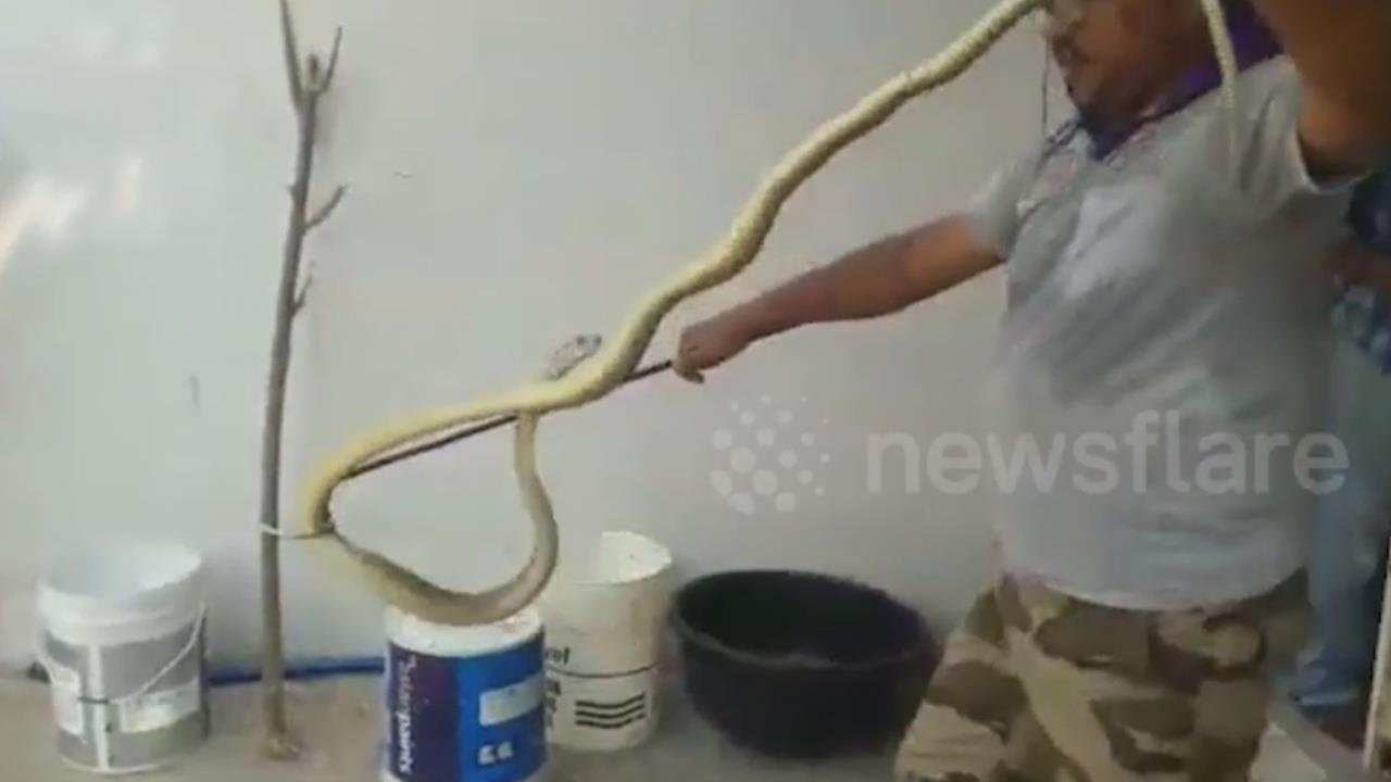 Ran dai gan 2 m tru an trong may giat hinh anh