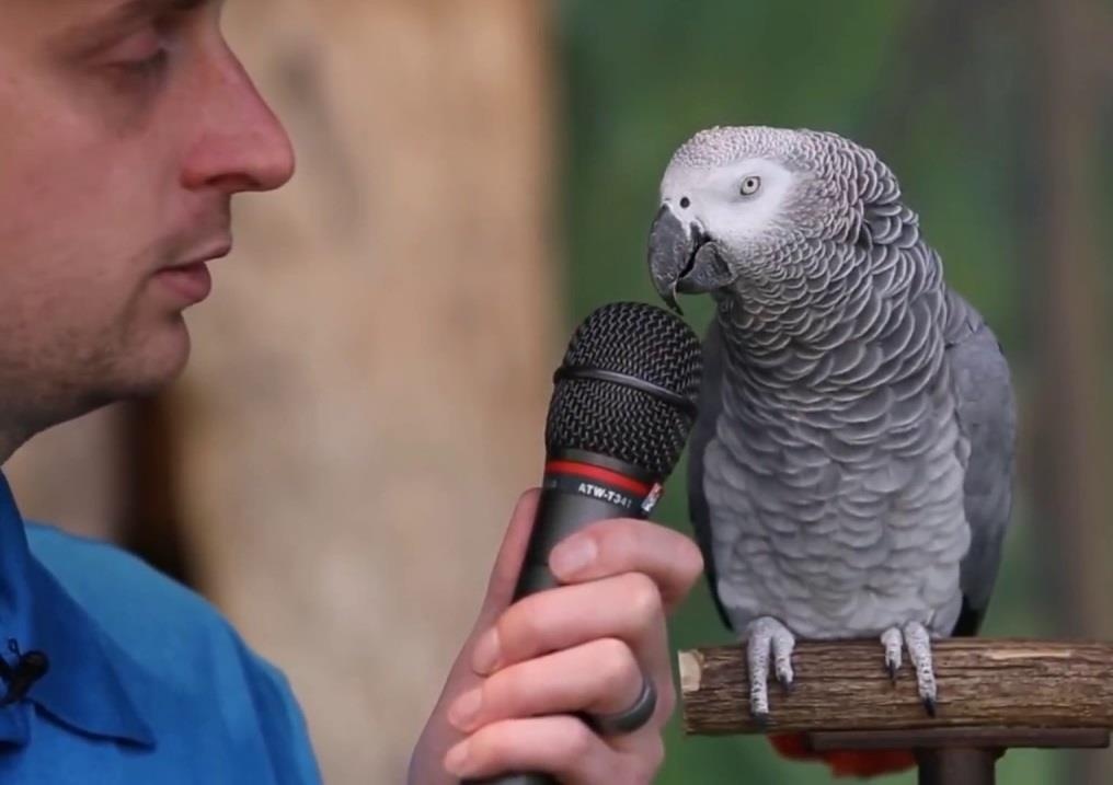 Dau la yeu to quyet dinh khien vet co the noi nhu nguoi? hinh anh