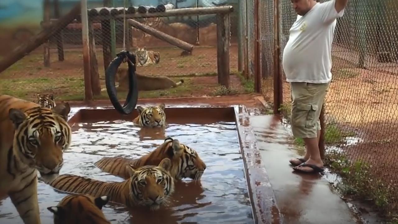 Gia dinh nuoi 7 con ho lon trong nha nhu nuoi meo hinh anh