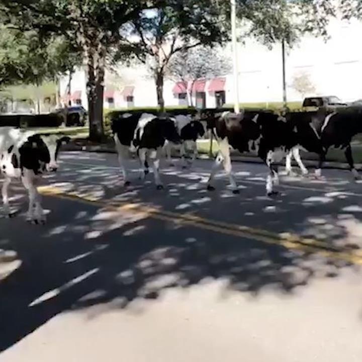 Dan bo chay giua duong gay un tac giao thong o My hinh anh