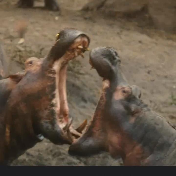 Cuoc chien gianh lanh tho cua 600 con ha ma tren khuc song hep hinh anh