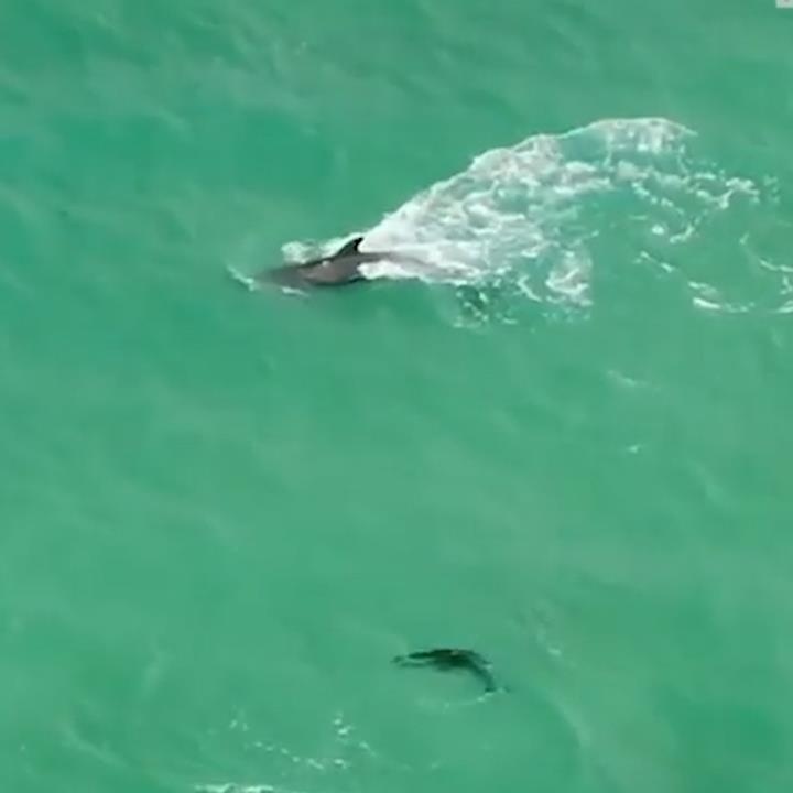 Ca heo nhay mua giua dan ca nho de day con boi hinh anh