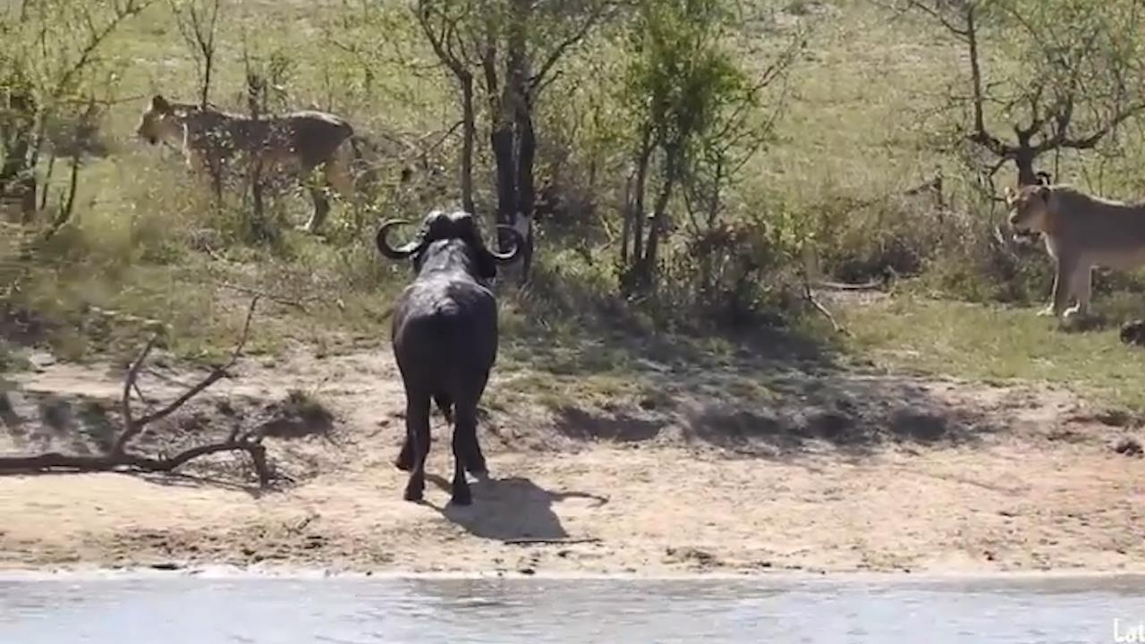 Su tu truy duoi, trau tron xuong nuoc lai bi ca sau can hinh anh