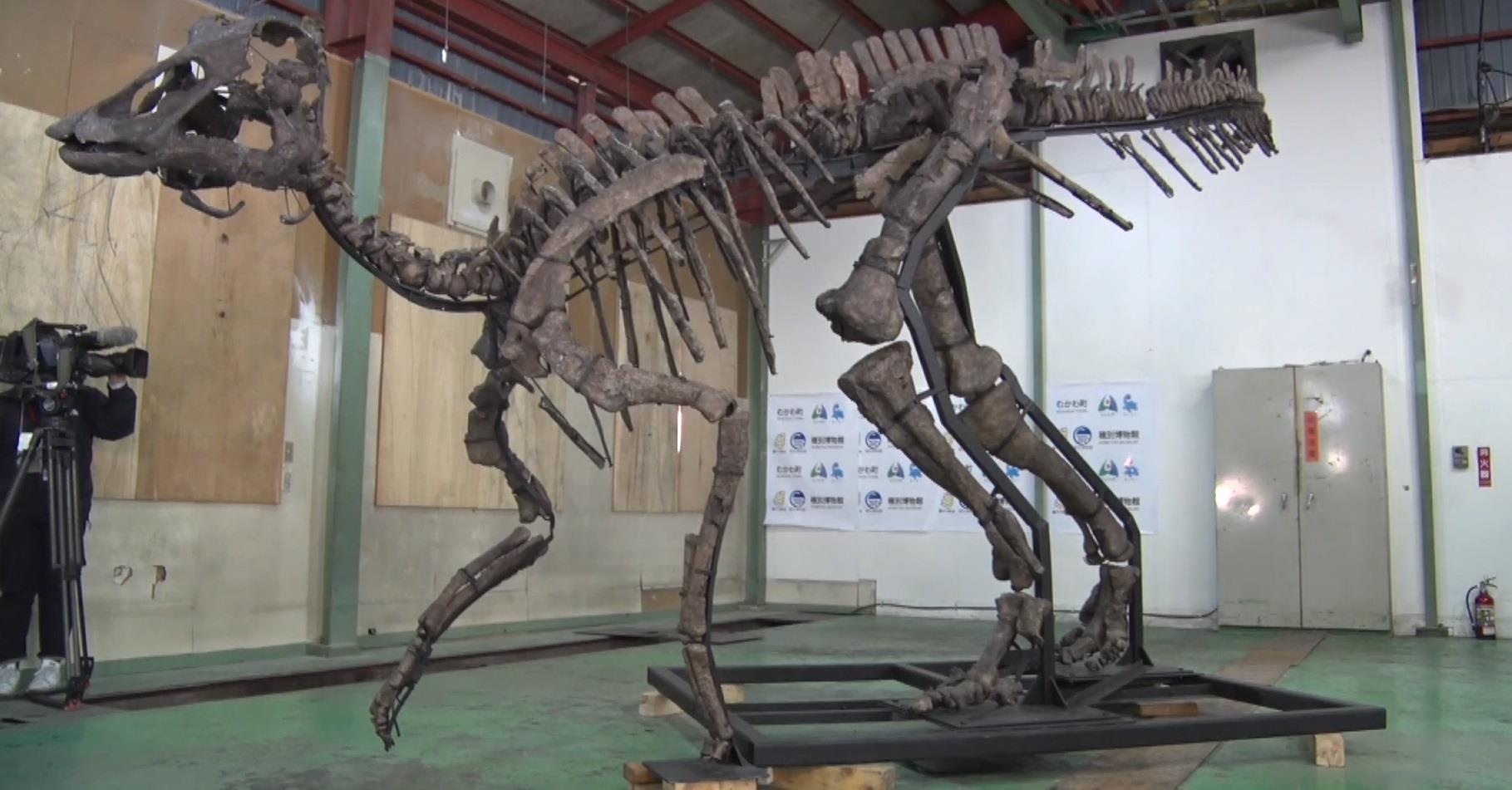 Phuc hoi hoan chinh bo xuong khung long hoa thach lon nhat Nhat Ban hinh anh