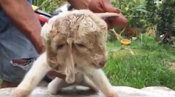 Con de 2 dau vua chao doi tai Vinh Long hinh anh