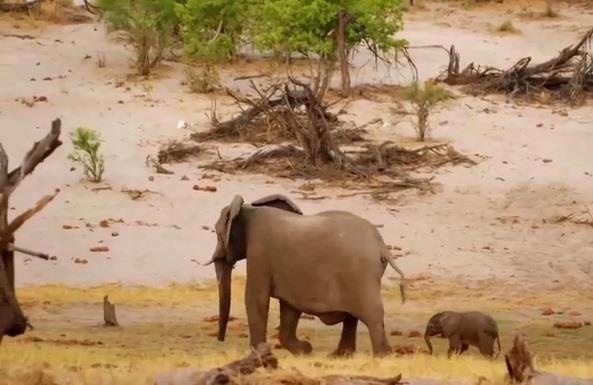 Voi con moi sinh thoat hiem truoc nanh vuot su tu hinh anh