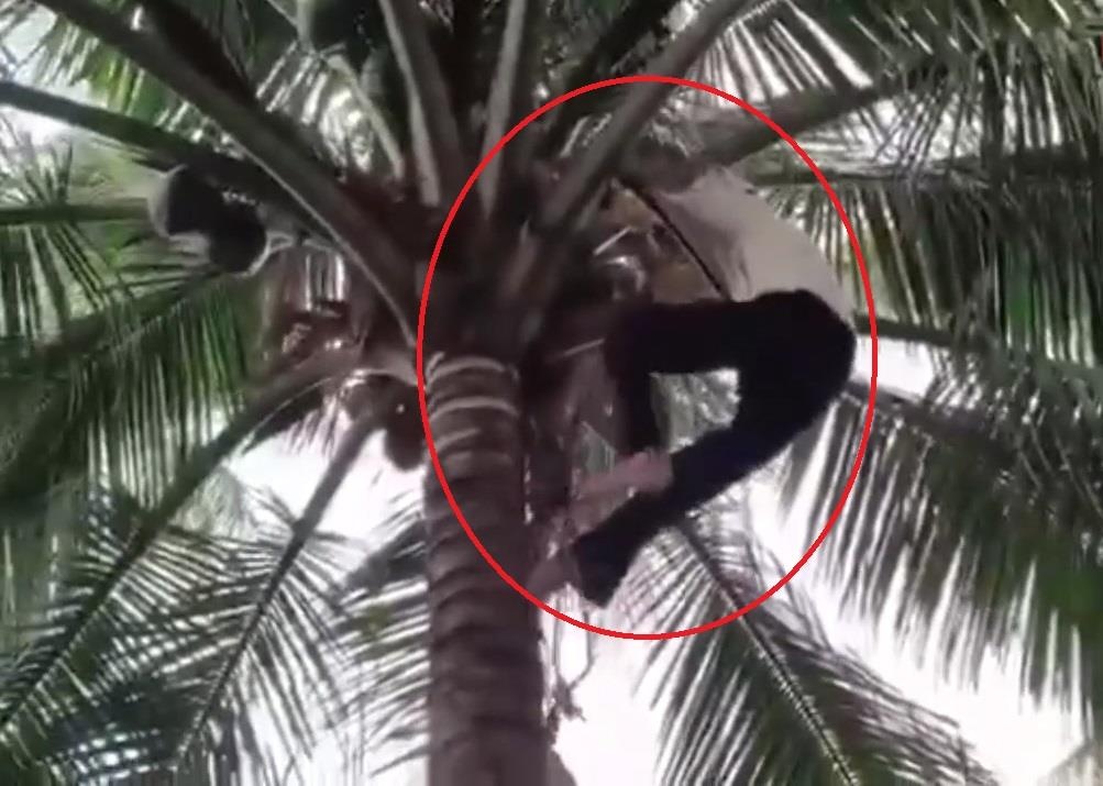 Cu ba gan 80 tuoi thoan thoat leo cay hai dua hinh anh