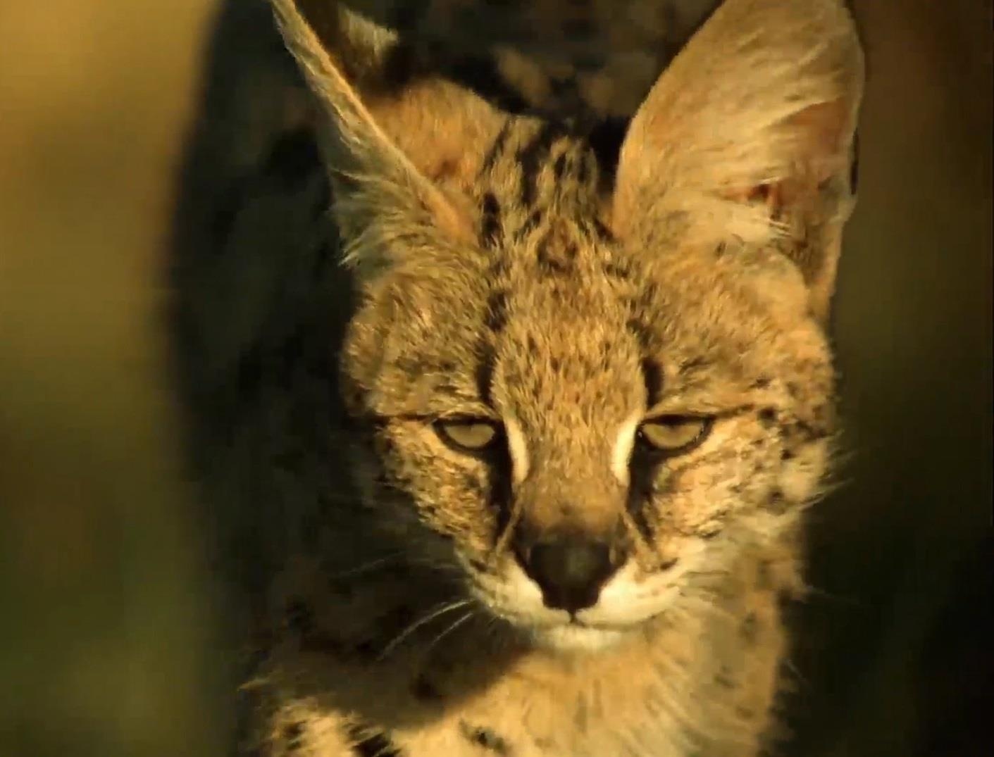 Linh mieu dong co phi than vo gon ga sao hinh anh